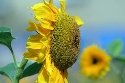 Cóż to wyrosło na terenie tworzonego parku im. Szymborskiej? Zgodnie z planem... - zdjęcie 13