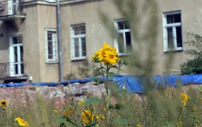 Cóż to wyrosło na terenie tworzonego parku im. Szymborskiej? Zgodnie z planem... - zdjęcie 12