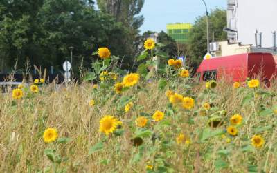 Cóż to wyrosło na terenie tworzonego parku im. Szymborskiej? Zgodnie z planem... - zdjęcie 6