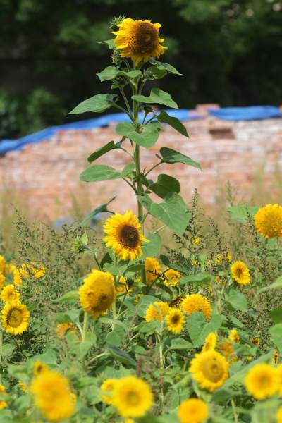 Cóż to wyrosło na terenie tworzonego parku im. Szymborskiej? Zgodnie z planem... - zdjęcie 14