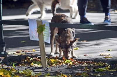 „Nie KUPuj trawy, sprzątaj po swoim psie!” Ta akcja będzie skuteczna? - zdjęcie 11