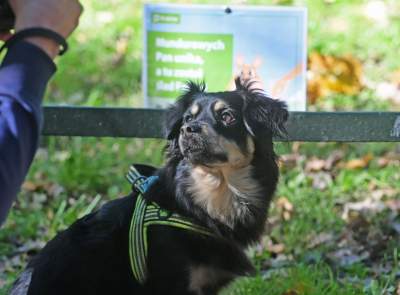 „Nie KUPuj trawy, sprzątaj po swoim psie!” Ta akcja będzie skuteczna? - zdjęcie 10