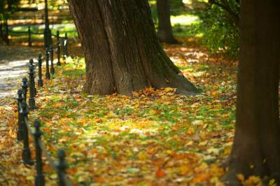 Piękna jesień w Krakowie nabiera kolorów - zdjęcie 26