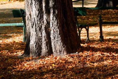 Piękna jesień w Krakowie nabiera kolorów - zdjęcie 13