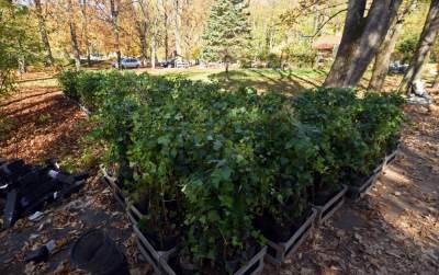 Jeden z najpiękniejszych parków w Krakowie. Kiedy zostanie otwarty? - zdjęcie 14