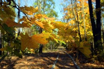 Jeden z najpiękniejszych parków w Krakowie. Kiedy zostanie otwarty? - zdjęcie 6