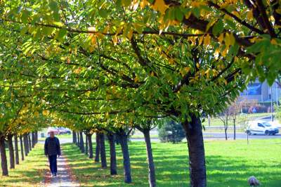 Wiśniowa aleja w Bronowicach jesienią też ma swój urok... - zdjęcie 11