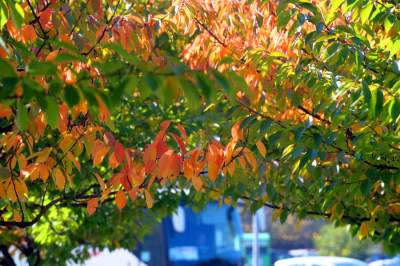 Wiśniowa aleja w Bronowicach jesienią też ma swój urok... - zdjęcie 14