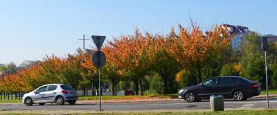 Wiśniowa aleja w Bronowicach jesienią też ma swój urok... - zdjęcie 5