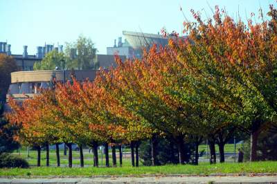 Wiśniowa aleja w Bronowicach jesienią też ma swój urok... - zdjęcie 6