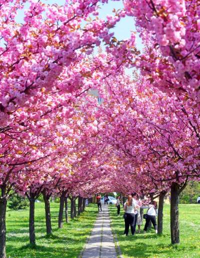 Wiśniowa aleja w Bronowicach jesienią też ma swój urok... - zdjęcie 20