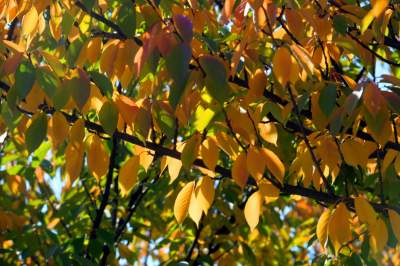 Wiśniowa aleja w Bronowicach jesienią też ma swój urok... - zdjęcie 8