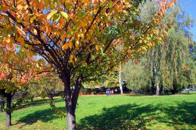 Wiśniowa aleja w Bronowicach jesienią też ma swój urok... - zdjęcie 2