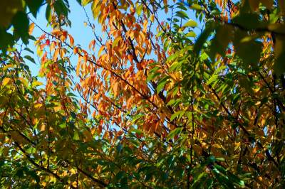 Wiśniowa aleja w Bronowicach jesienią też ma swój urok... - zdjęcie 10