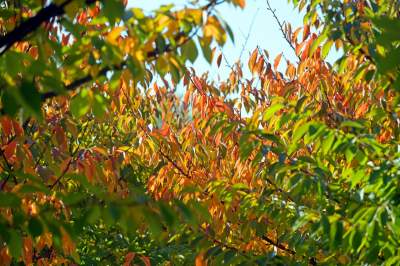 Wiśniowa aleja w Bronowicach jesienią też ma swój urok... - zdjęcie 16