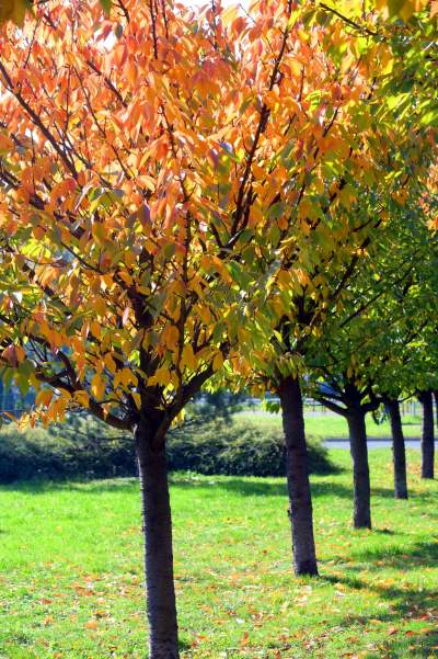 Wiśniowa aleja w Bronowicach jesienią też ma swój urok... - zdjęcie 15