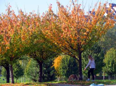 Wiśniowa aleja w Bronowicach jesienią też ma swój urok... - zdjęcie 7