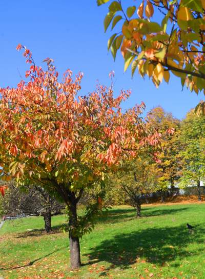Wiśniowa aleja w Bronowicach jesienią też ma swój urok... - zdjęcie 4