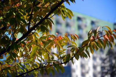 Wiśniowa aleja w Bronowicach jesienią też ma swój urok... - zdjęcie 17