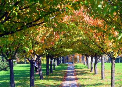 Wiśniowa aleja w Bronowicach jesienią też ma swój urok... - zdjęcie 18