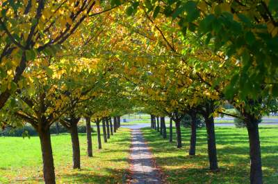 Wiśniowa aleja w Bronowicach jesienią też ma swój urok... - zdjęcie 12