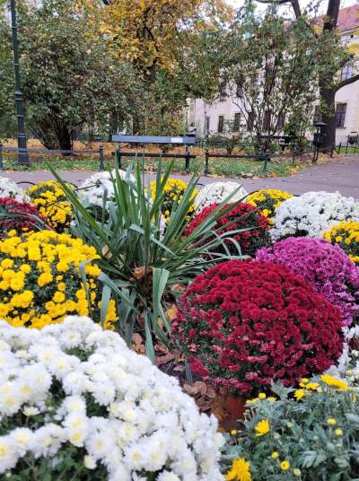 Skąd chryzantemy na krakowskich Plantach? Znakomita inicjatywa - zdjęcie 1