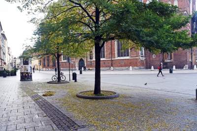 „Spieszmy się oglądać Rynek takim jakim jest, tak szybko zarasta” - zdjęcie 9