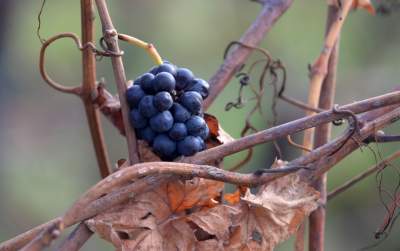 Święto młodego, polskiego wina, świętomarcińskiego z Krakowa - zdjęcie 16