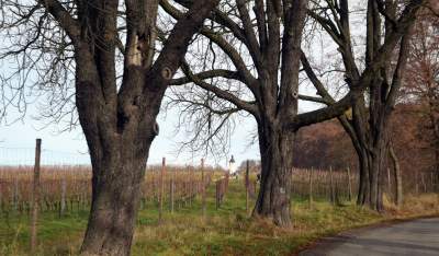 Święto młodego, polskiego wina, świętomarcińskiego z Krakowa - zdjęcie 6