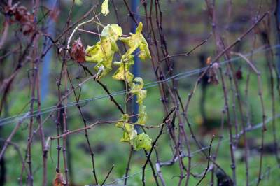 Święto młodego, polskiego wina, świętomarcińskiego z Krakowa - zdjęcie 10