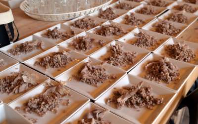 Święto młodego, polskiego wina, świętomarcińskiego z Krakowa - zdjęcie 18