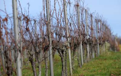 Święto młodego, polskiego wina, świętomarcińskiego z Krakowa - zdjęcie 9