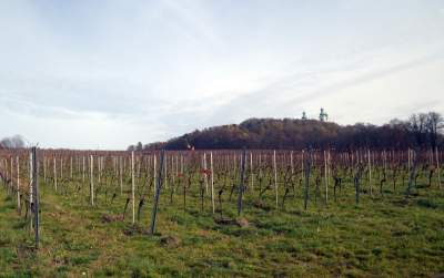 Święto młodego, polskiego wina, świętomarcińskiego z Krakowa - zdjęcie 2