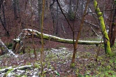 Zimowy spacer tuż koło Krakowa. Spokój, cisza, odpoczynek... - zdjęcie 25