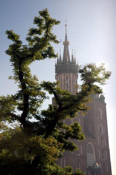 Drzewa na Rynku Głównym, pierwsza dekada XXI wieku - zdjęcie 18