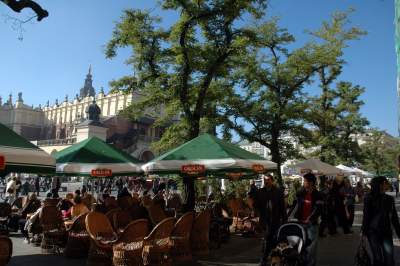 Drzewa na Rynku Głównym, pierwsza dekada XXI wieku - zdjęcie 19