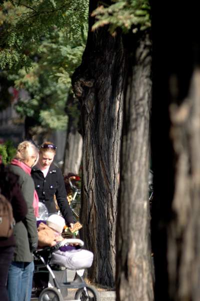 Drzewa na Rynku Głównym, pierwsza dekada XXI wieku - zdjęcie 7