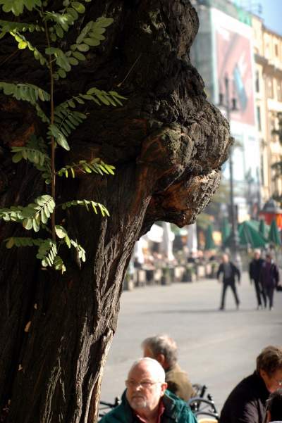 Drzewa na Rynku Głównym, pierwsza dekada XXI wieku - zdjęcie 9