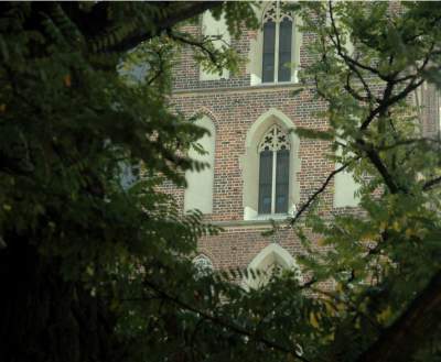 Drzewa na Rynku Głównym, pierwsza dekada XXI wieku - zdjęcie 21