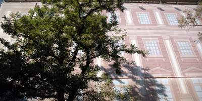 Drzewa na Rynku Głównym, pierwsza dekada XXI wieku - zdjęcie 1