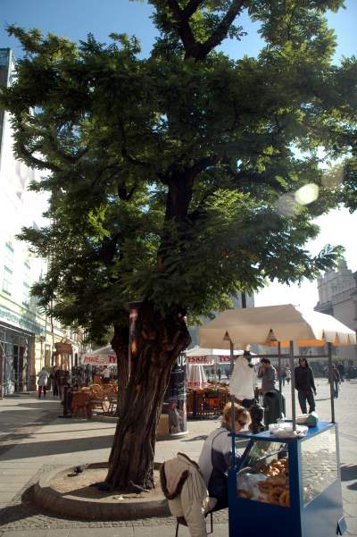 Drzewa na Rynku Głównym, pierwsza dekada XXI wieku - zdjęcie 13