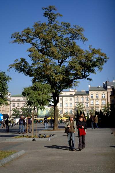 Drzewa na Rynku Głównym, pierwsza dekada XXI wieku - zdjęcie 24