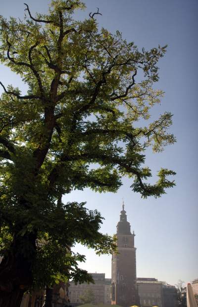 Drzewa na Rynku Głównym, pierwsza dekada XXI wieku - zdjęcie 17