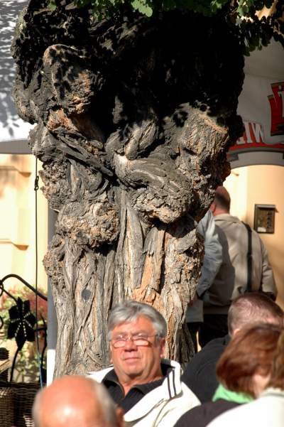 Drzewa na Rynku Głównym, pierwsza dekada XXI wieku - zdjęcie 22