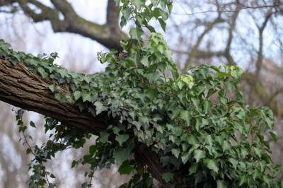 Park odzyskany przez miasto, ostatnie porządki przed otwarciem - zdjęcie 20