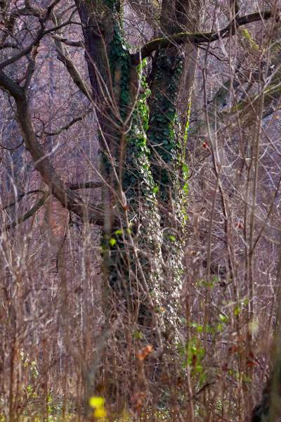Park odzyskany przez miasto, ostatnie porządki przed otwarciem - zdjęcie 9
