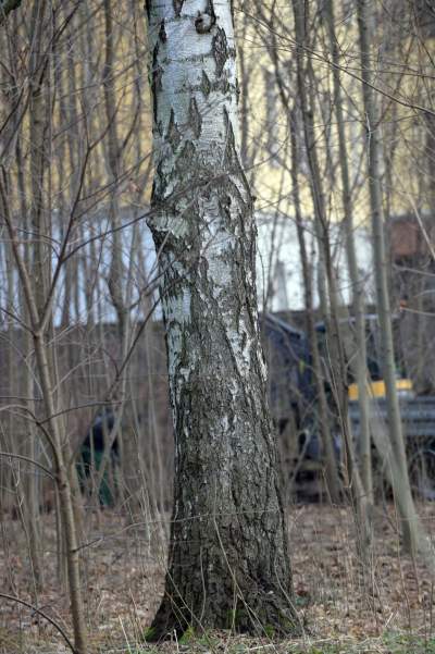 Park odzyskany przez miasto, ostatnie porządki przed otwarciem - zdjęcie 15
