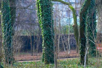 Park odzyskany przez miasto, ostatnie porządki przed otwarciem - zdjęcie 28