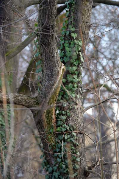 Park odzyskany przez miasto, ostatnie porządki przed otwarciem - zdjęcie 6