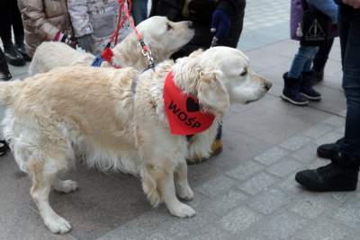 To więcęj niż kwesta, WOŚP 2023 na krakowskim Rynku, fot. Marek Lasyk - zdjęcie 10